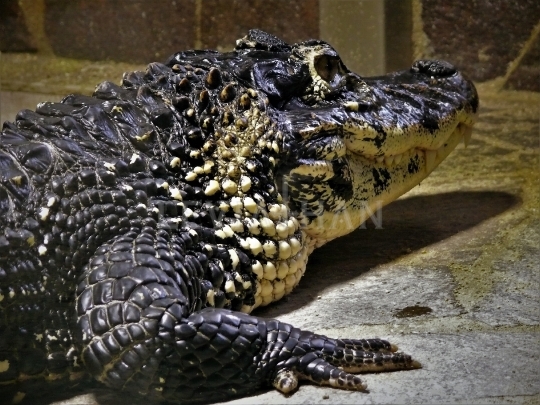 Krokodýlí  farma - Protivín