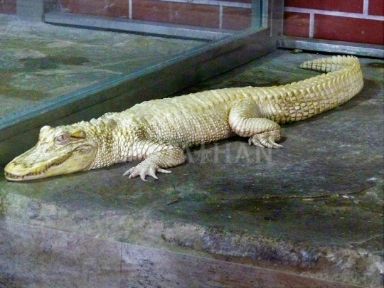 Krokodýlí  farma - Protivín