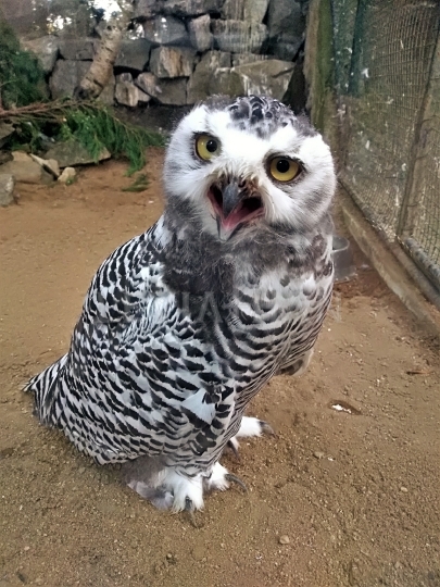 Sovice sněžní v ZOO Ústí nad Labem