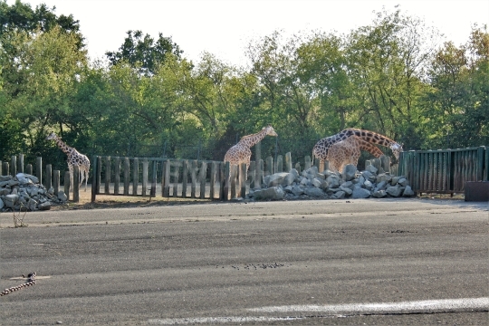 Výběh žiraf v ZOO Ústí nad Labem