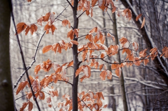 Leaves in Winter